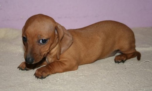 es es mi perra salchicha de pequeña es es mi perra salchicha de pequeña
